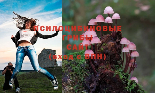 сатива Алексеевка