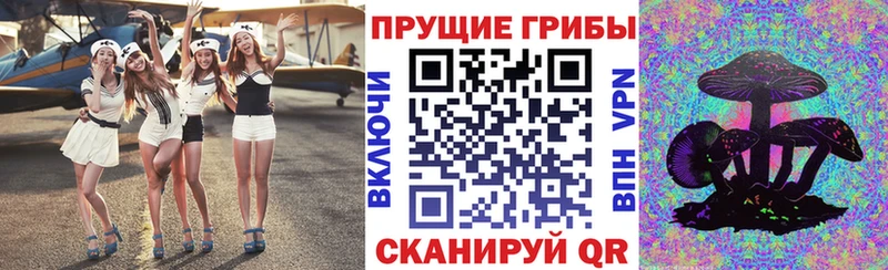 где купить наркоту Новоаннинский Галлюциногенные грибы Psilocybine cubensis